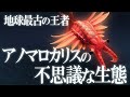 カンブリア紀の王者!最古の最強生物アノマロカリスの不思議な生態!