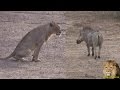 Warthog Mocking Lion Pride. Amazing