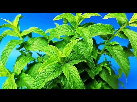 איך לגדל נענע