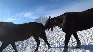 boycurtis Horse SOO Cute! Cute And funny horse Videos Compilation cute moment # 2022