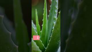 ¡CUIDADO con estas PLANTAS TÓXICAS ☠️