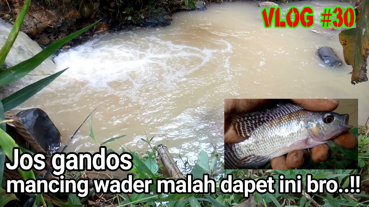 mancing ikan nila di selokan umpan cacing 