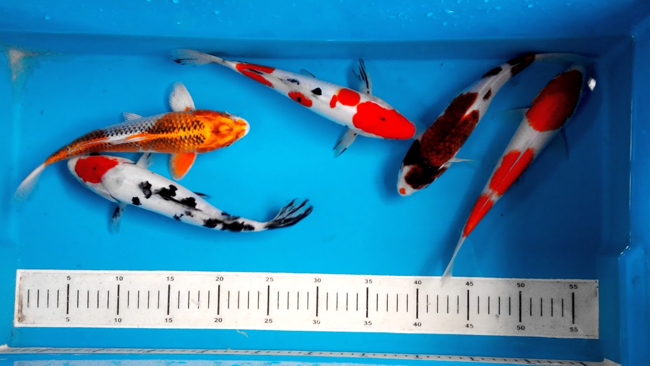  Ikan  Koi  Paket Mix 5 ekor  size 24 26cm YouTube