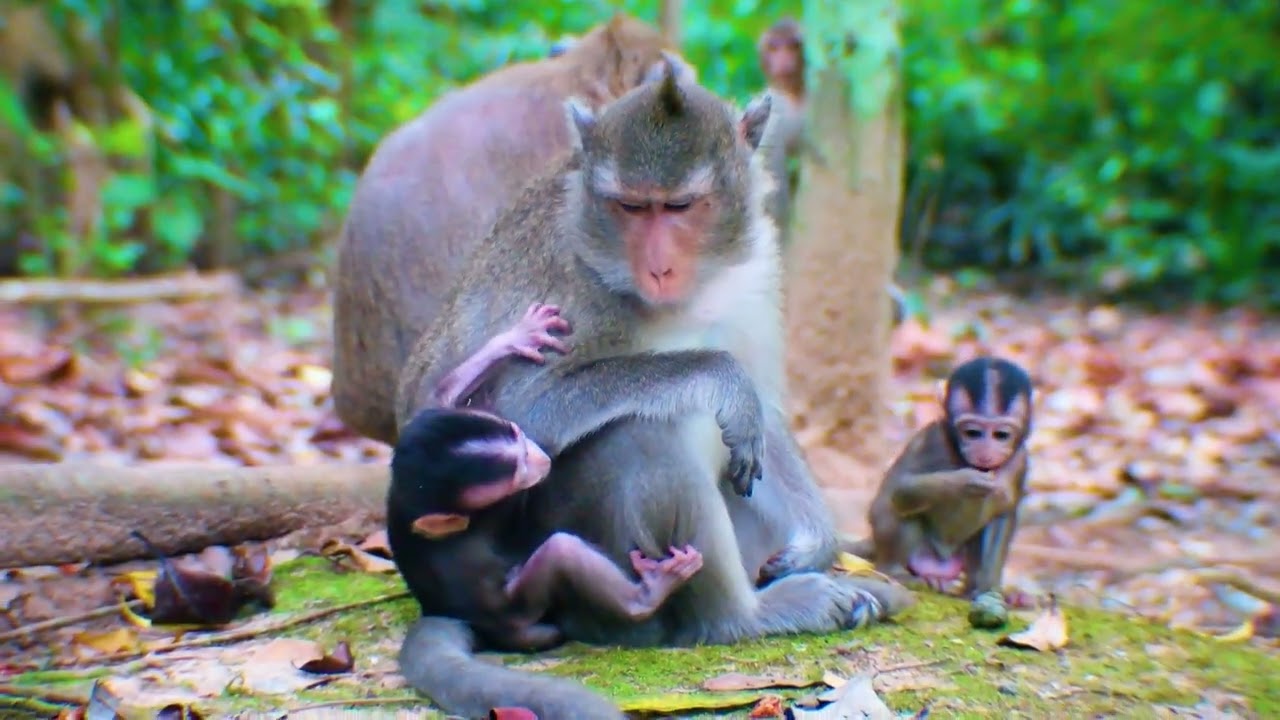 My  heart is broken why mommy Anna don't love her baby ??