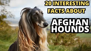 20 Interesting Facts About Afghan Hounds