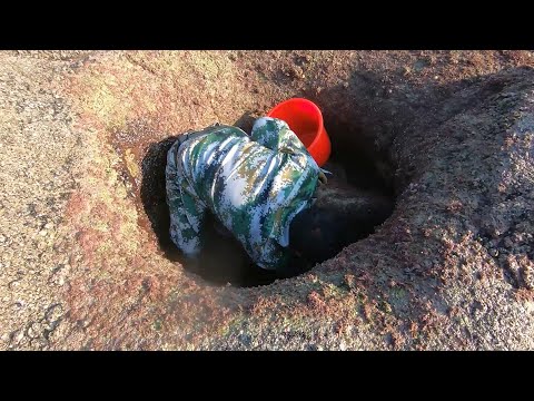 孤岛深坑成了海货藏身地，潮水退去里面全是海鲜，这下抓爽了