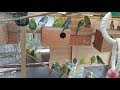 Budgie Breeding Update 13th January 2018 - Birdroom and Aviary Babies