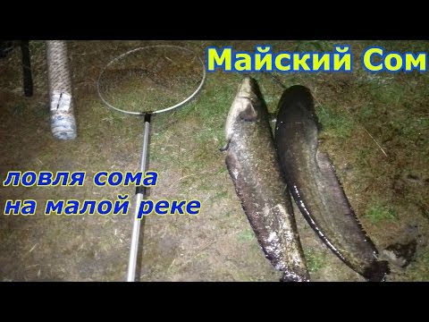 Видео: Ловля сома, открытие сезона! Майский сом! Catfish.