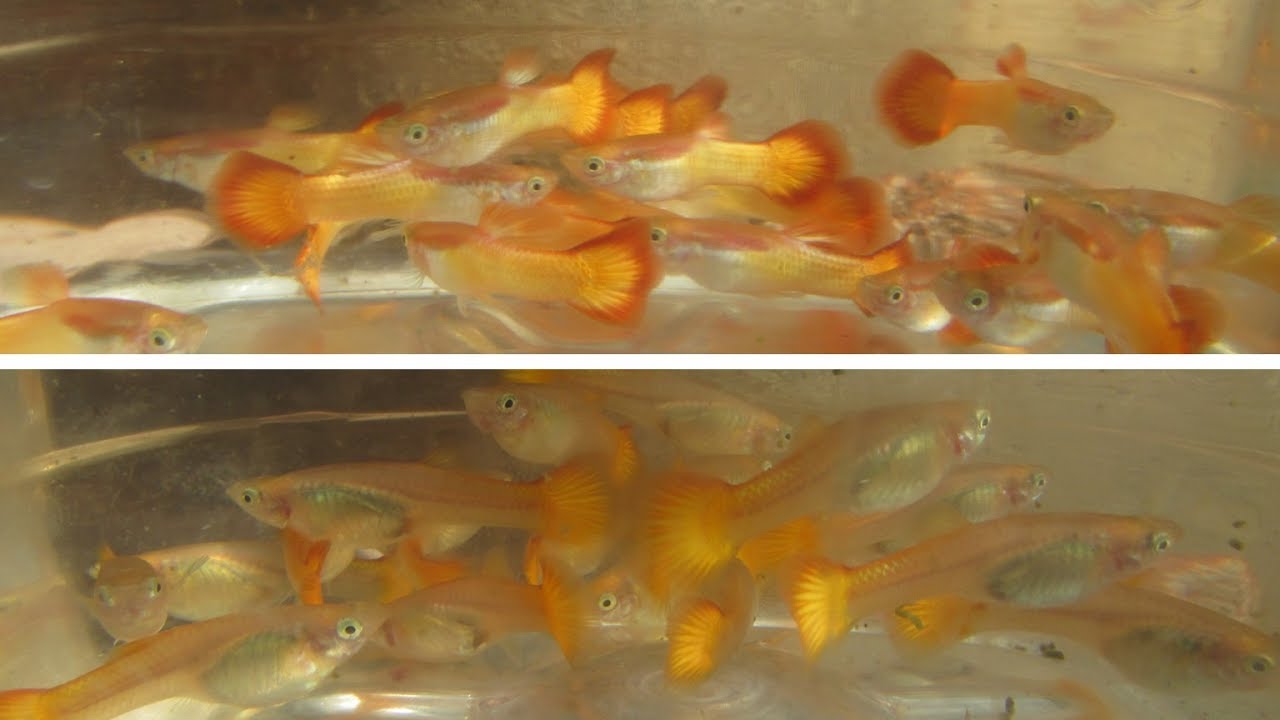 Breeding and Raising a Brood of Sunset Micariff Guppies - YouTube