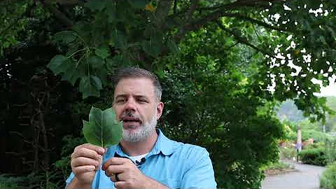 Tulip poplar (Liriodendron tulipifera) - Plant Identification