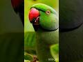 Parrot 🦜 talking 🦜 #parrot #pets ##shorts #BestVibes