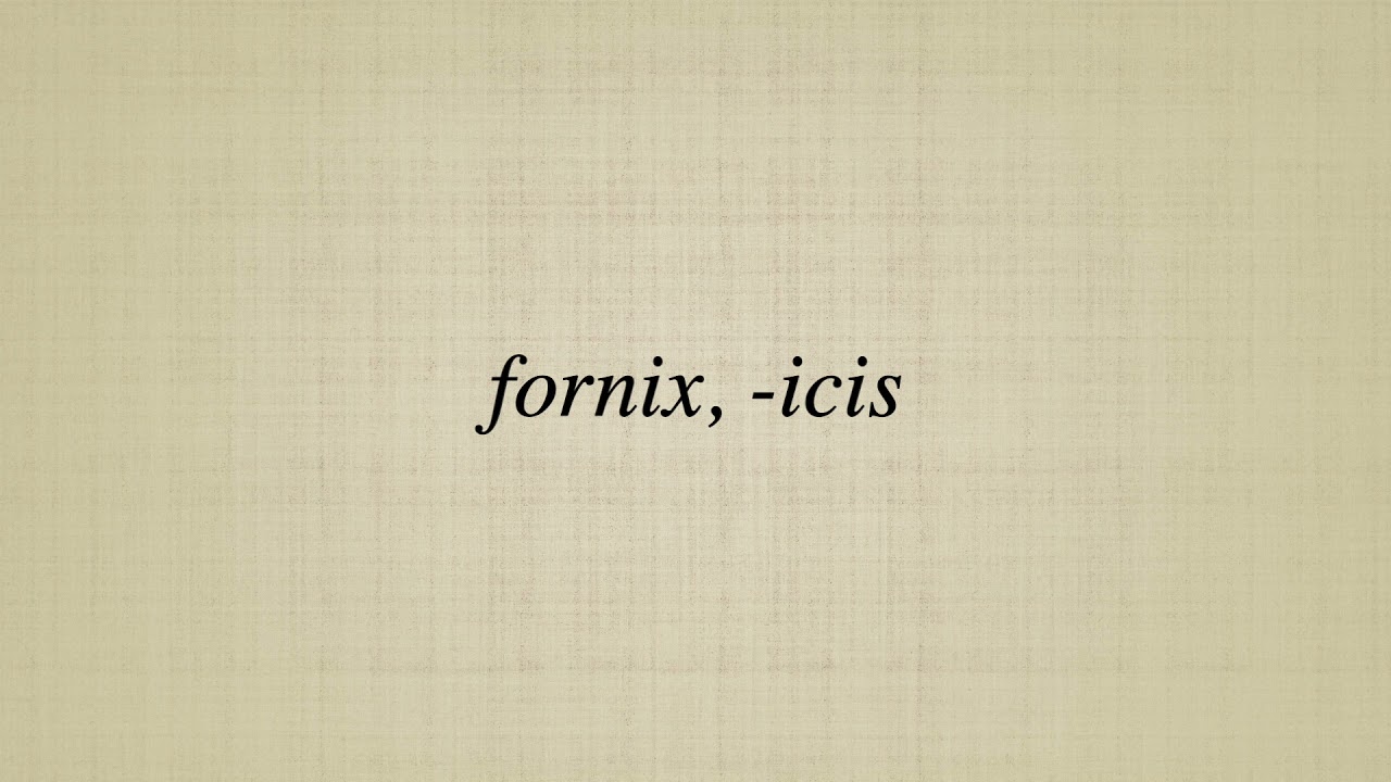 fornix,  icis