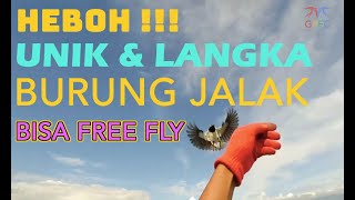 BURUNG JALAK SUREN UNIK DAN LANGKA BISA SKILL FREE FLY TERBANG BEBAS DAN KEMBALI KE TANGAN