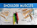 Muscles of Shoulder - Origins, Insertions, Innervations | Anatomy Tutorial