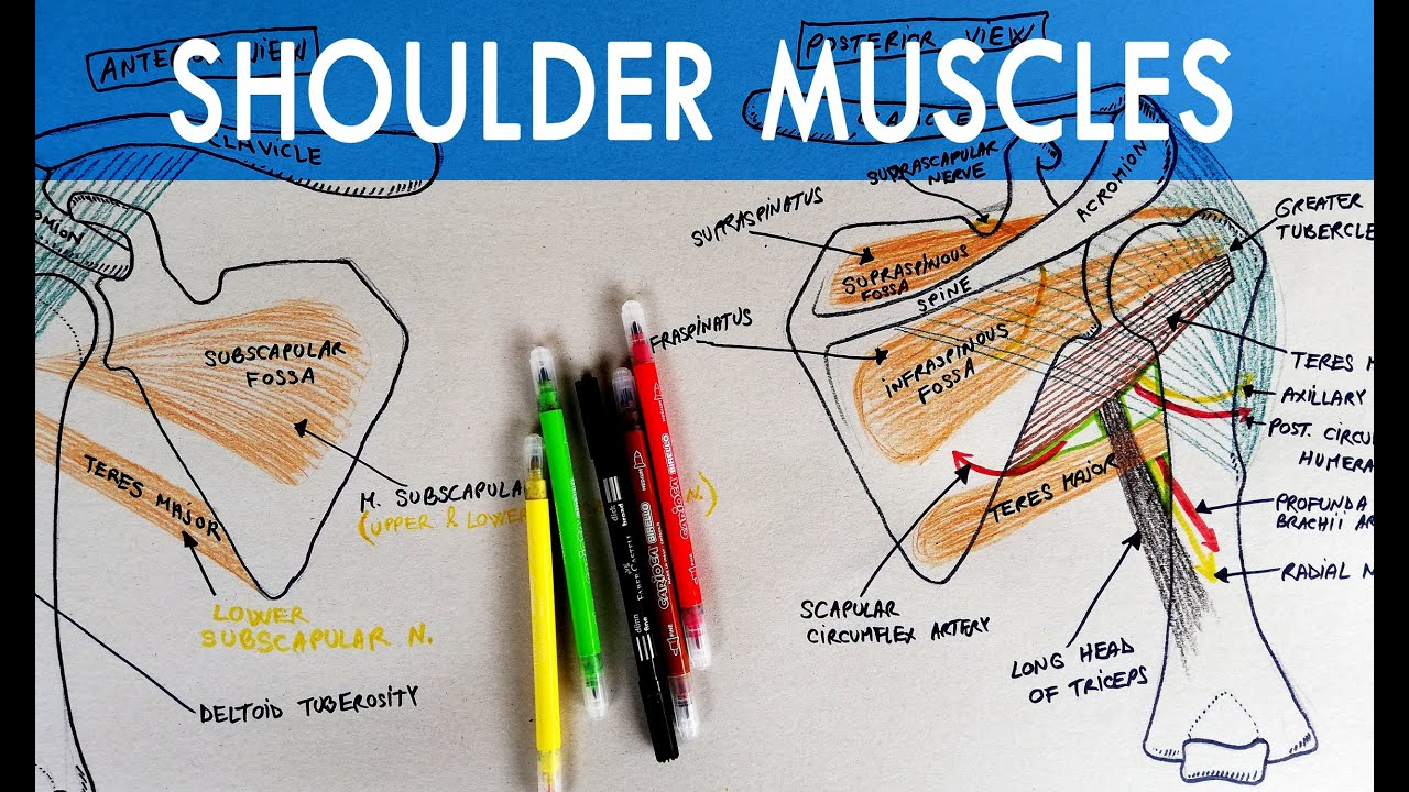 Which Muscles Originate On The Axillary Border Of The Scapula And Insert On The Greater Tubercle Of The Humerus?