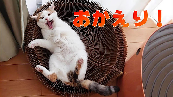 ８日ぶりに家に帰ったので犬猫と感動の再会をしてみることにした