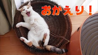 8日ぶりに家に帰ったので犬猫と感動の再会をしてみることにした