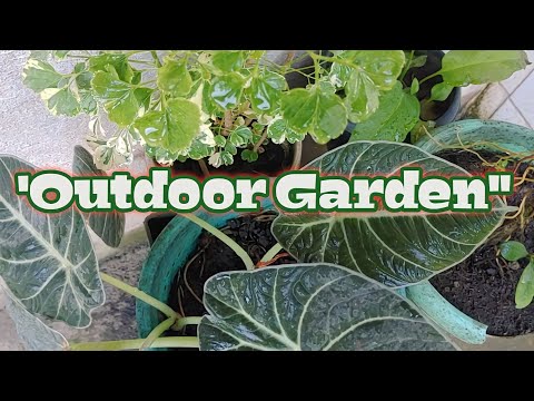 Vídeo: Zone 5 Rock Gardens - Plantas de Rock Garden Adequadas para Zona 5 Gardens