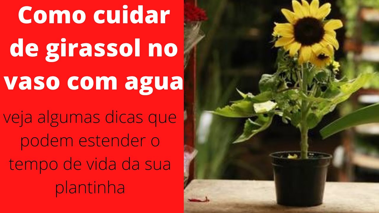 DICAS PARA PLANTA EM VASO?COMO CUIDAR DE GIRASSOL?Como plantar e cuidar ...