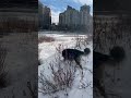 Exploring with Grace-trudging thru the #snow #asmr #calgary #ice