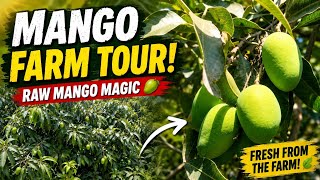 Mango 🥭| King of fruits Mangos|Amazing Mango Tree View