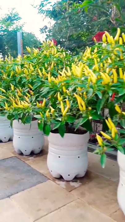 menanam cabe rawit di pot #caratanamcaberawit #caramenanamcaberawit #caberawit #caramenanamcabe