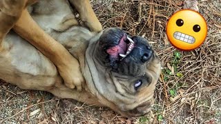 My Cane Corso gets disciplined for being too aggressive
