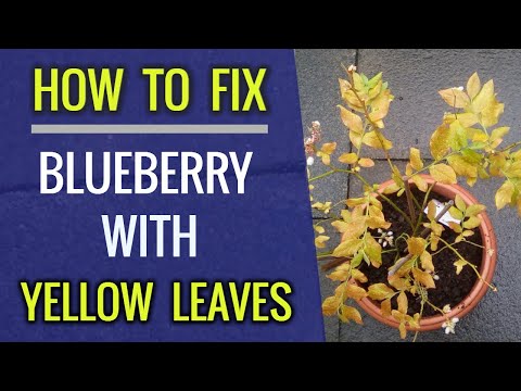 Video: What Causes Blueberry Chlorosis: Reasons For Discolored Blueberry Leaves