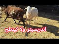 الفحل اندريسيتو كيقلب على المشاكل ومعلومات عن الماعز