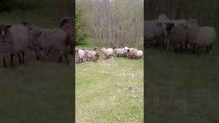 Овцы.