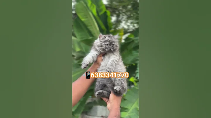 Video 9978991: persiancat persians, persiancat cat, pets dog