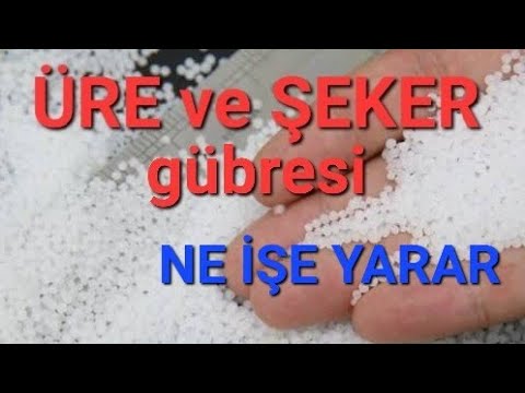 ÜRE ve ŞEKER gübresi hangi bitkilere kullanılır. #üregübresi #tropikaltopraktv #şekergübresi