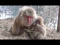 【地獄谷野猿公苑】☆ トックリ00 全記録集 2016年 2 ☆ ~ニホンザル~ / snowmonkey