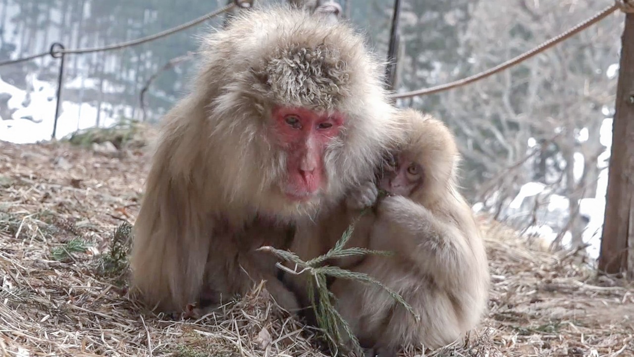 【地獄谷野猿公苑】☆ トックリ00 全記録集 2016年 2 ☆ ~ニホンザル~ / snowmonkey