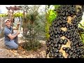 Tree to Bar  How to Make Chocolate Every Step - YouTube