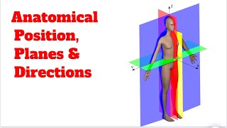Celebrity Mastering the Human Map: Anatomical Position, Planes & Directions Explained! Wealth