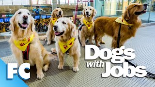 Dogs With Jobs | S2E03 | Tillie: Arson Dog | Full Animal Documentary TV Show | FC