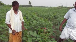 Intercropping in cotton cultivation, பருத்தியில் ஊடுபயிர் சாகுபடி