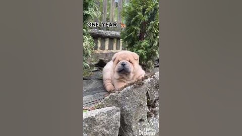 28 Days One Year Chow chow transformation#feed #doglover #transformation #Chow chow #Cute #puppy
