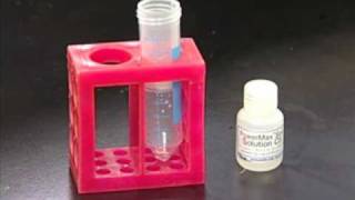 Video 6 - DNA Extraction (part 2)