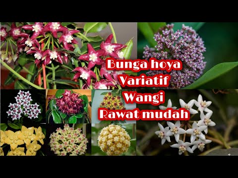 Video: Hoya (89 Foto): Penjagaan Bunga Dalaman Di Rumah. Penerangan Mengenai Lilin Ivy, Lacunose, Multiflora Dan Spesies Tumbuhan Lain