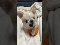 2400万回再生されたガウガウ動画🦁🍎 #shorts #chihuahua #ガウガウ