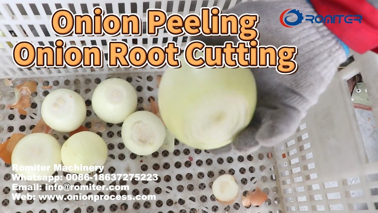 Automatic Onion Processing Line for Root Cutting and Peeling