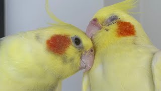 Comportamentos comuns entre casais de calopsitas!🐥 by Vanessa's Cockatiels 2,279 views 11 months ago 7 minutes, 56 seconds