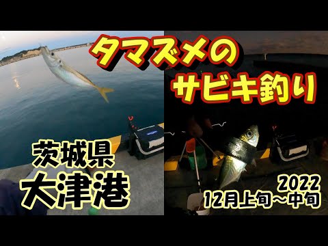 茨城県　大津港　サビキ釣り　12月上旬～中旬　2日分　夕マズメ　2022　あまり釣れなかったのでまとめました