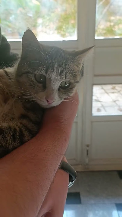 First Time #music #goodvibes  #song #viral #cat #gm #shorts