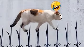 Funny ANIMALS videos😊Funniest CATS😺 and DOGS🐶 2024 by Pet JC Boy  426 views 4 days ago 1 hour, 10 minutes