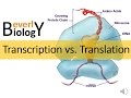 Translation and Transcription Processes