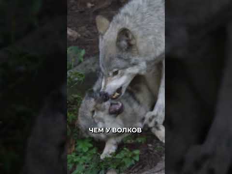 😳 Чем питались неандертальцы