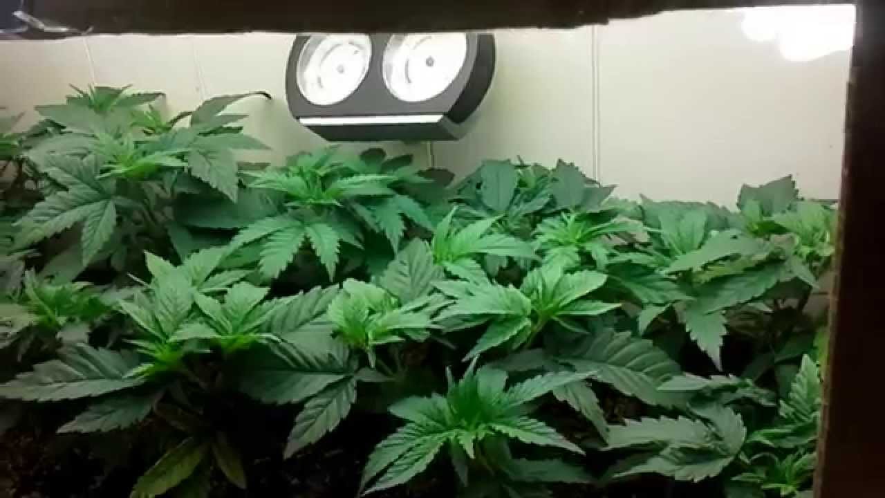 Vanilla Kush - Day 41 - Pepper plants - In veg: Kush N Cheese, Vanilla Kush, Strawberry Kush